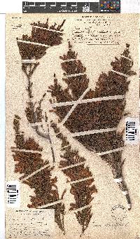 Erica curviflora image