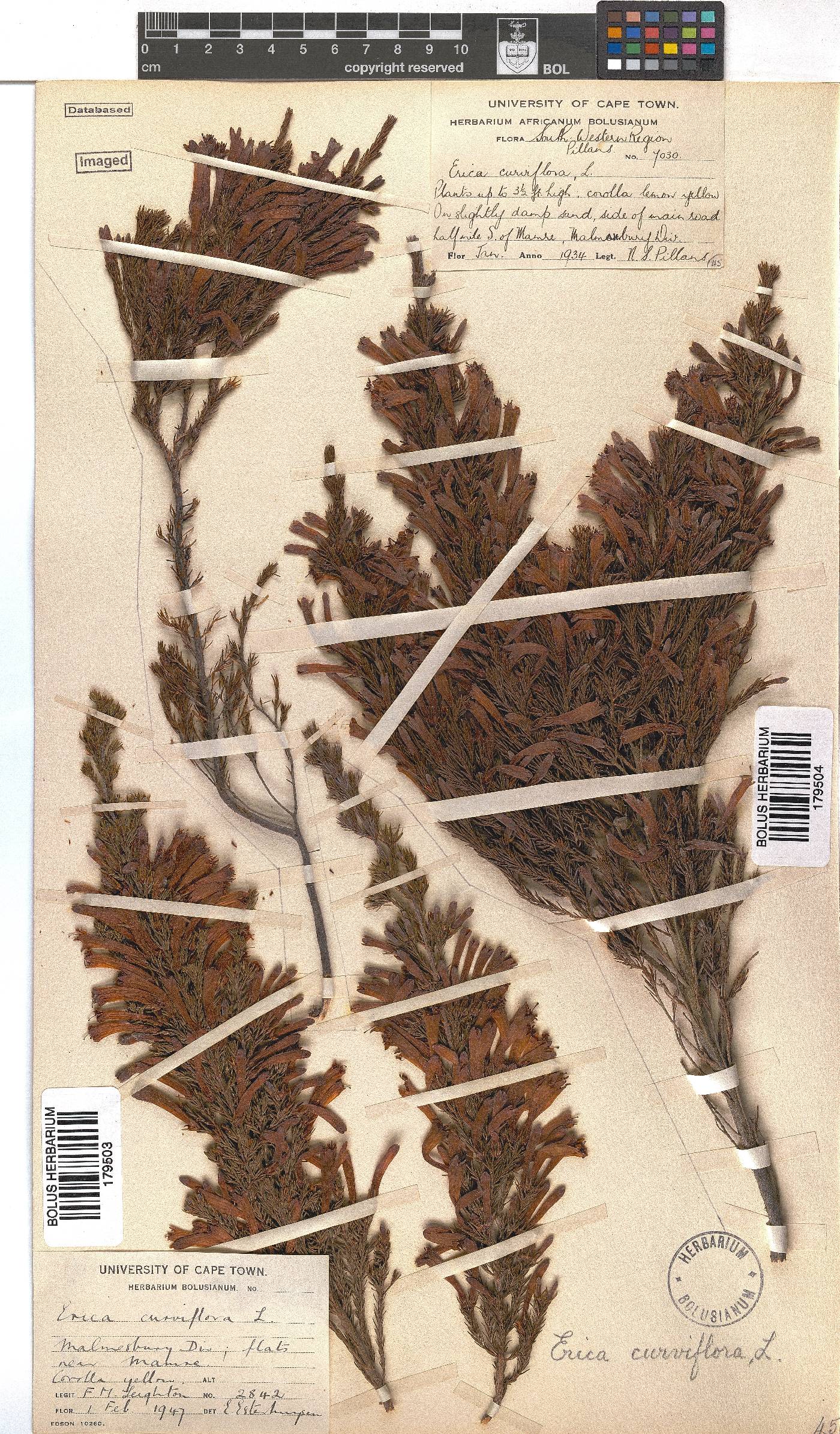 Erica curviflora image