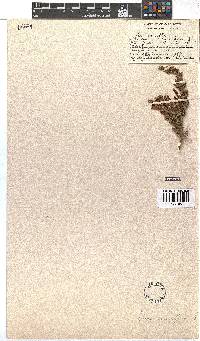 Erica curviflora image