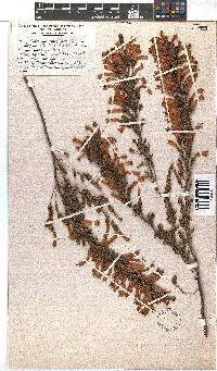 Erica curviflora image