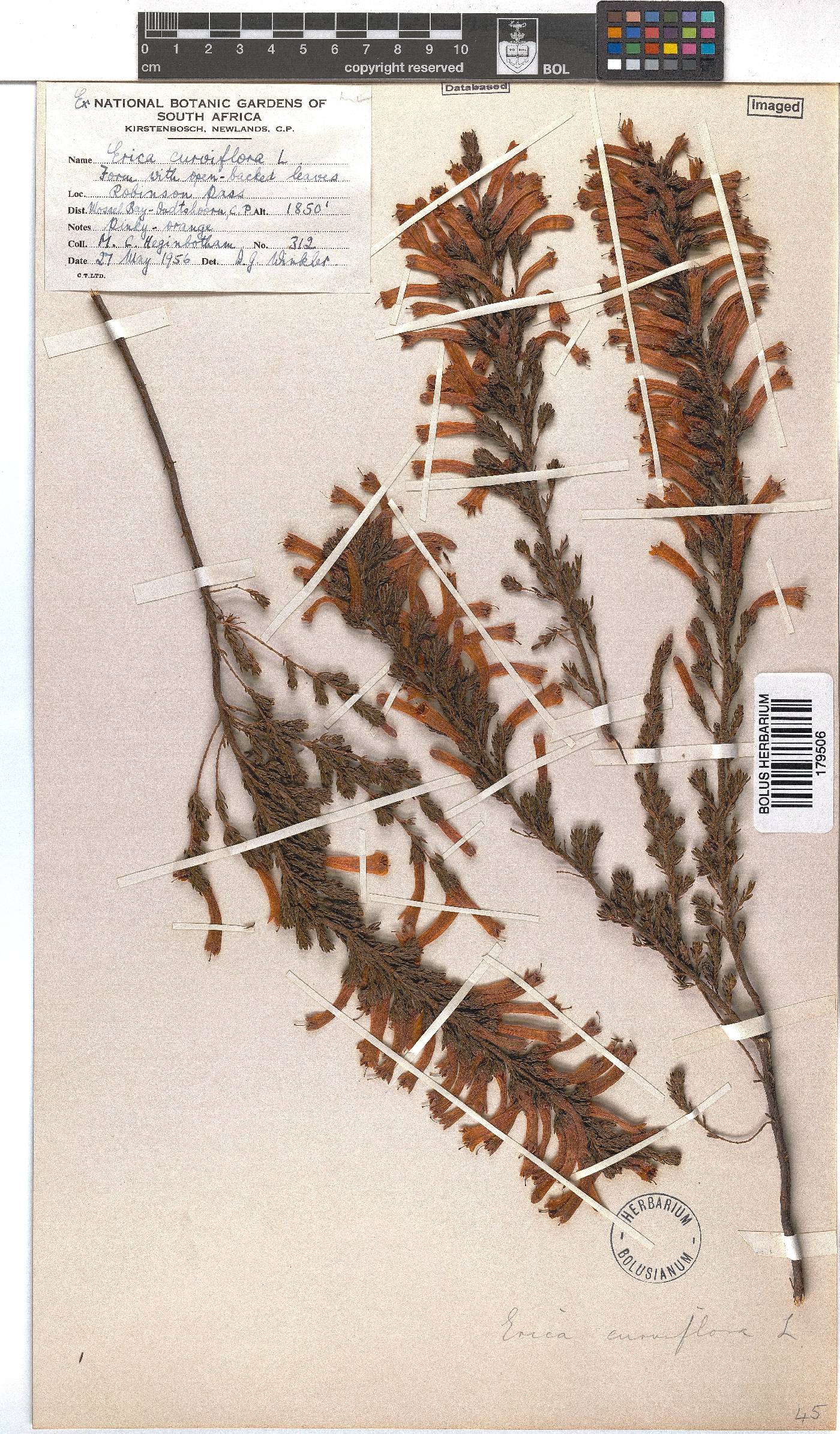 Erica curviflora image