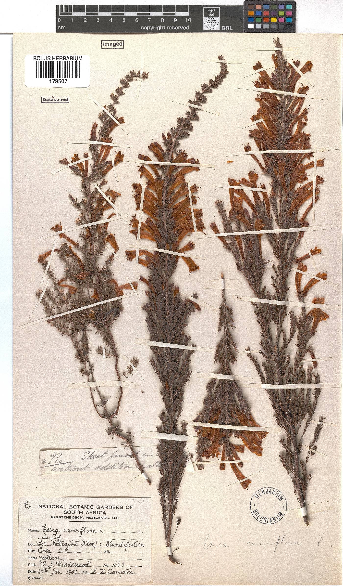 Erica curviflora image