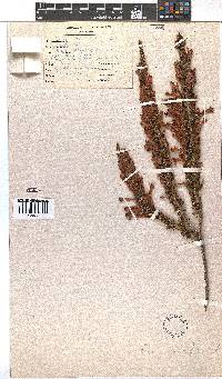 Erica curviflora image