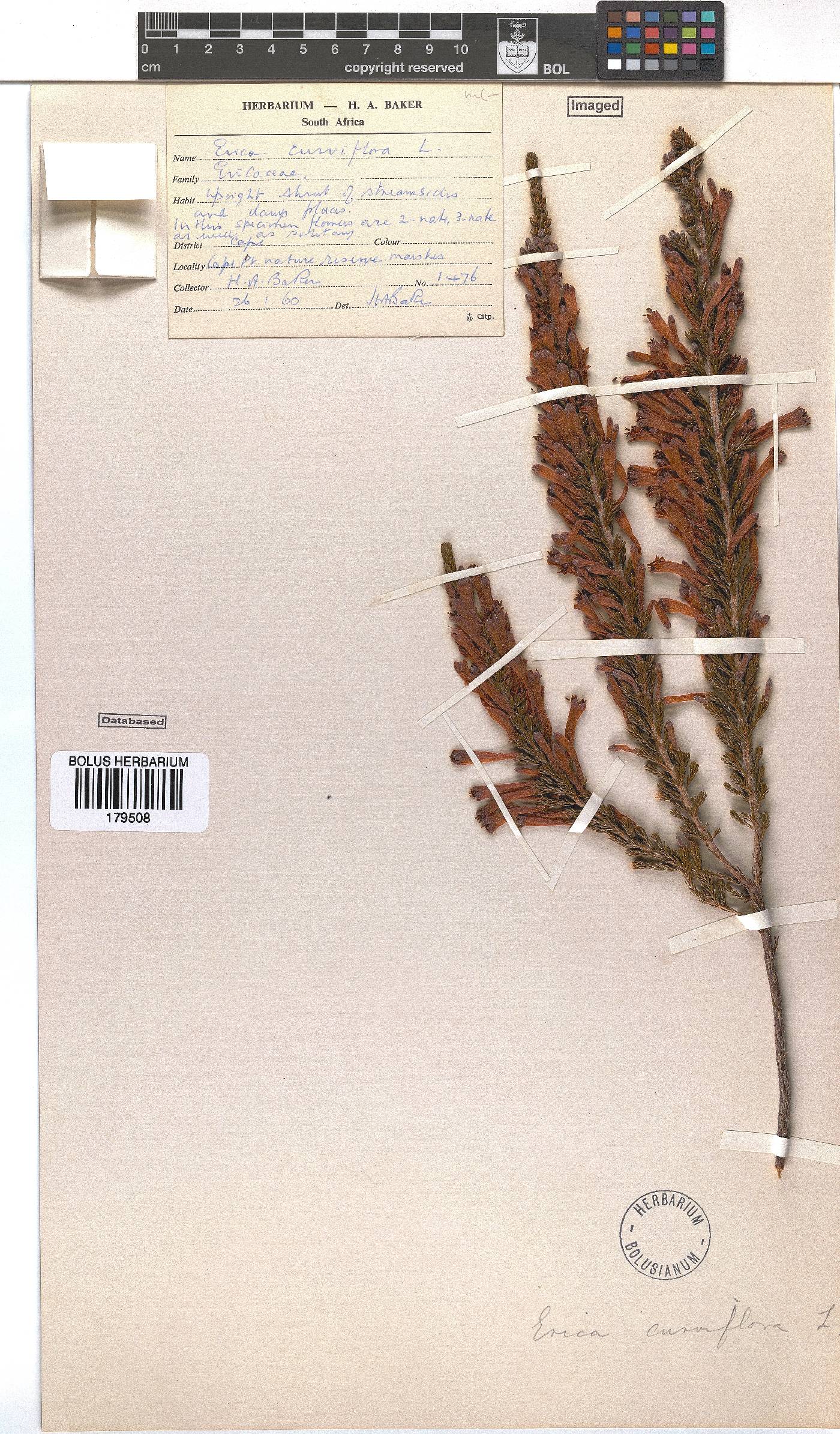 Erica curviflora image