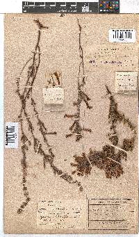 Erica stagnalis subsp. stagnalis image