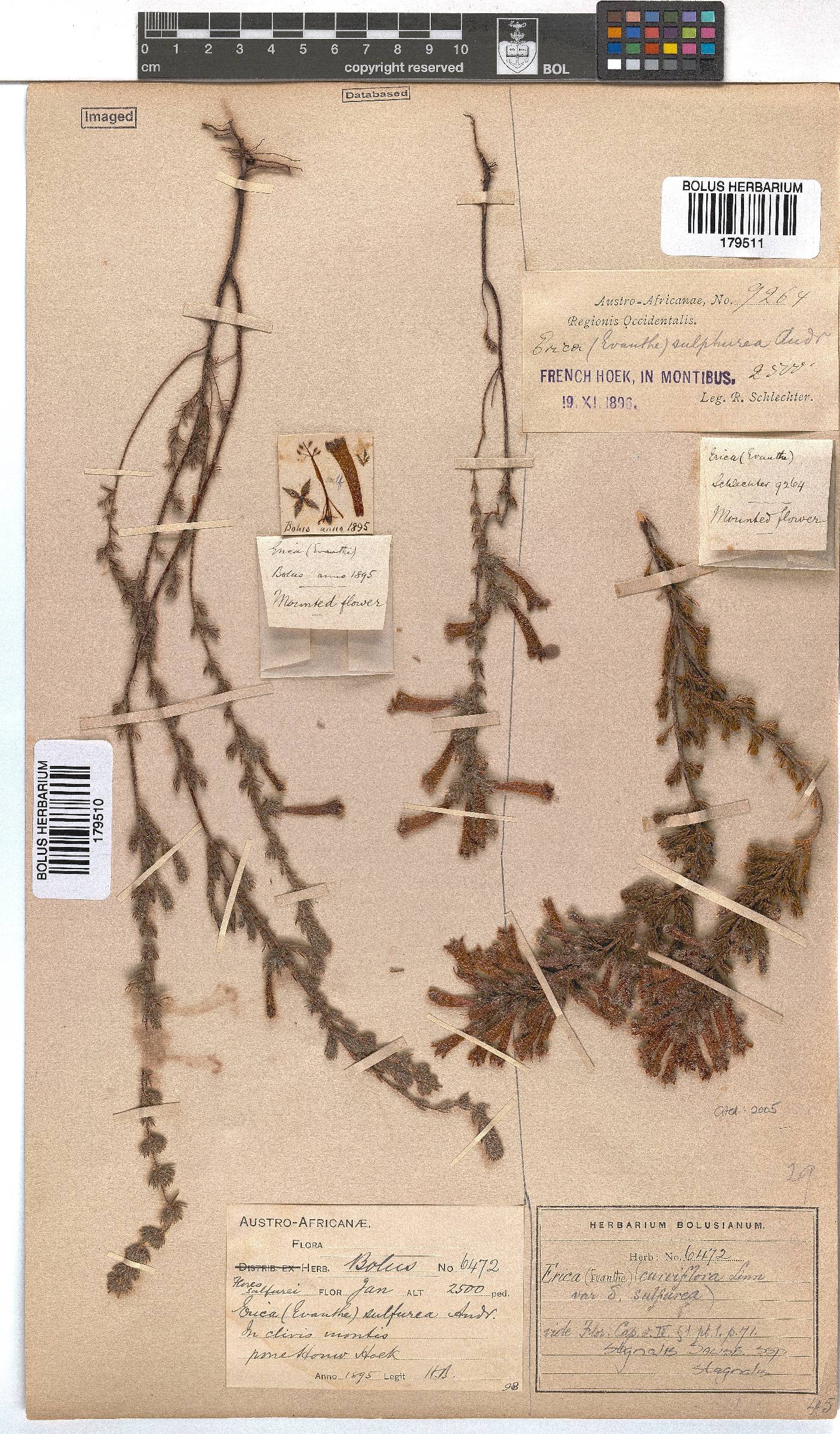 Erica stagnalis subsp. stagnalis image