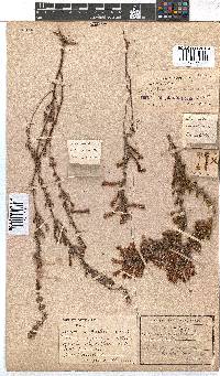 Erica stagnalis subsp. stagnalis image