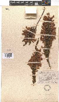 Erica stagnalis subsp. stagnalis image