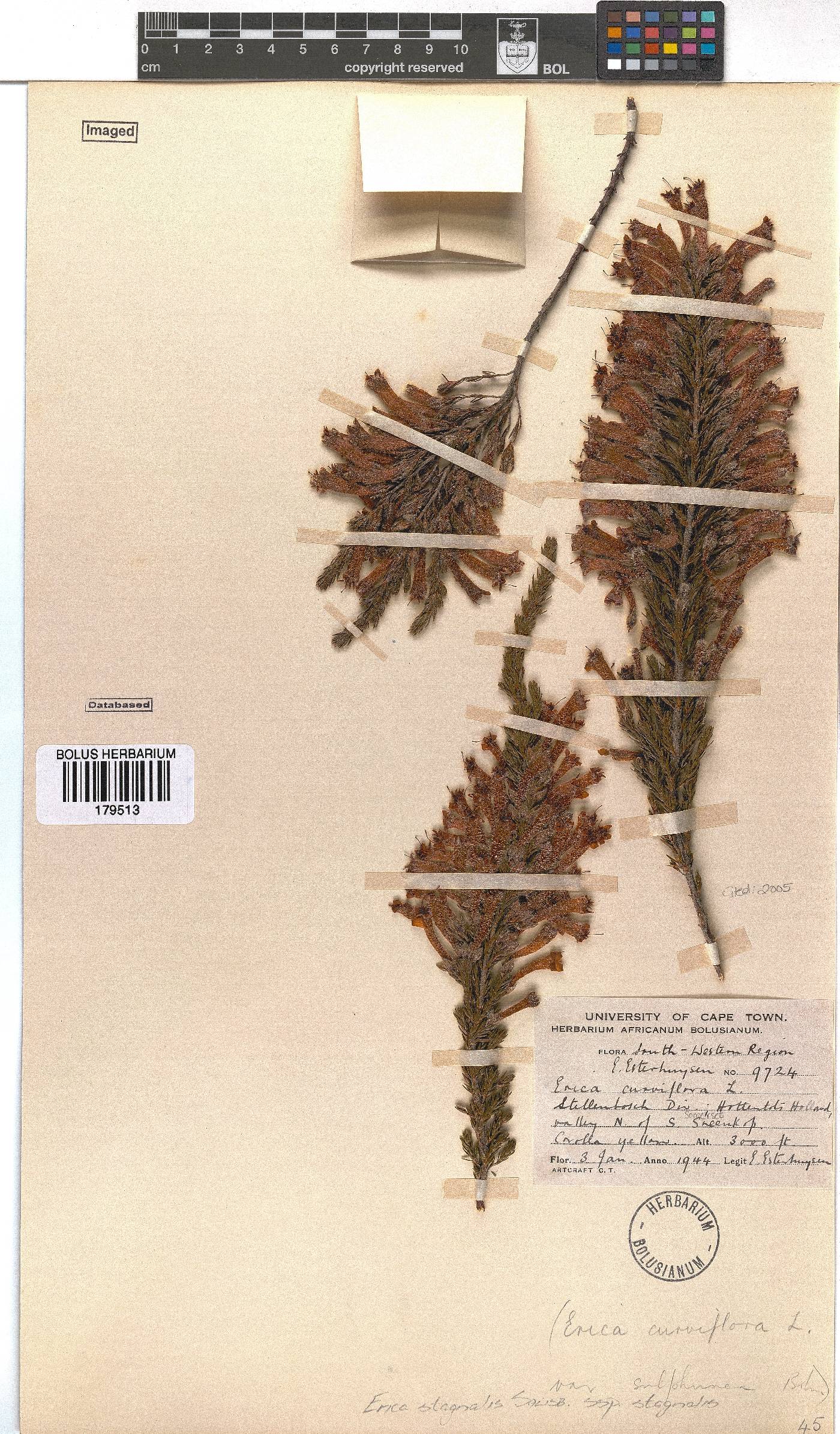 Erica stagnalis image