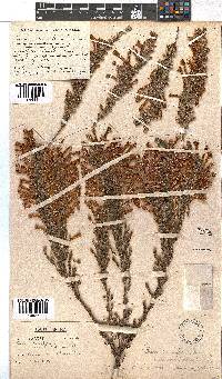 Erica stagnalis subsp. stagnalis image