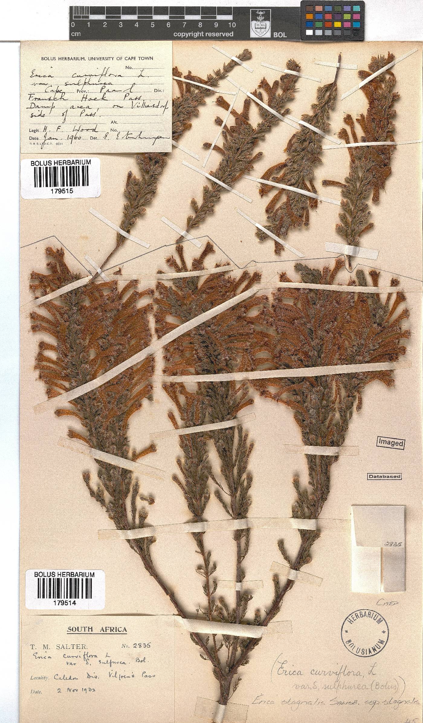 Erica stagnalis subsp. stagnalis image