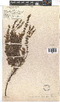 Erica stagnalis subsp. stagnalis image