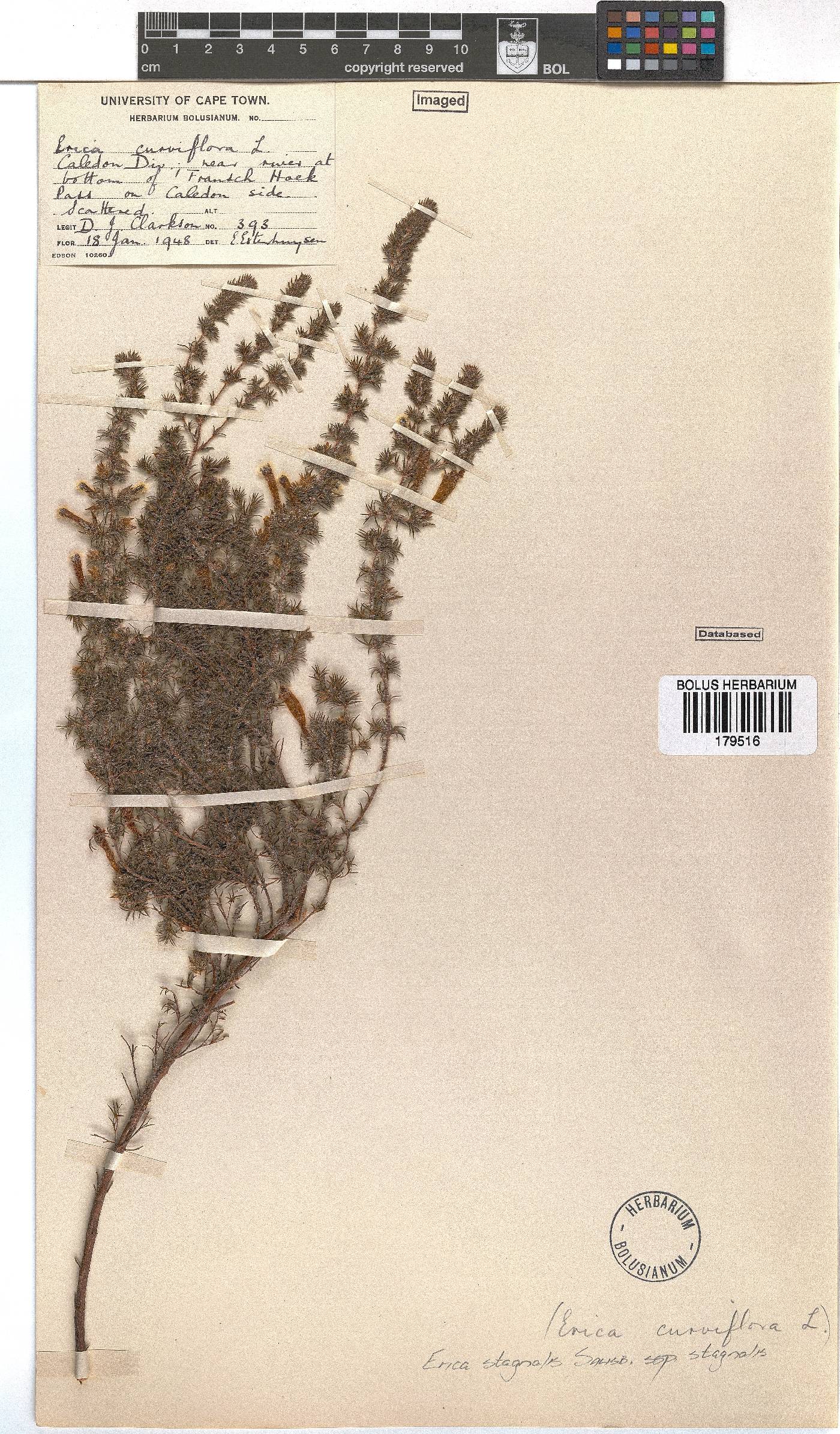 Erica stagnalis subsp. stagnalis image