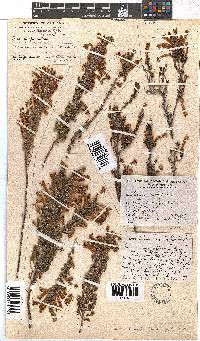 Erica stagnalis subsp. stagnalis image