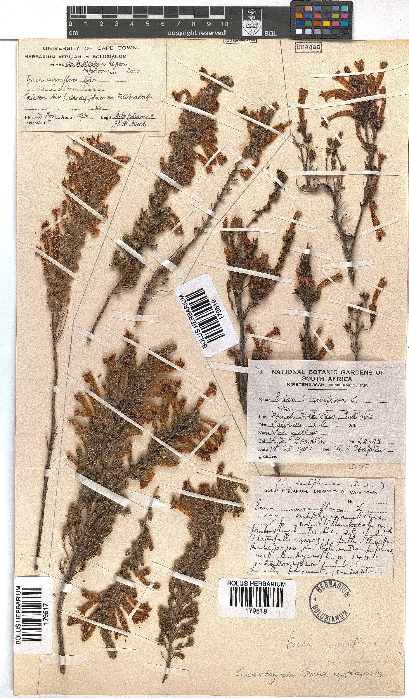 Erica stagnalis subsp. stagnalis image