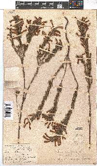 Erica stagnalis subsp. stagnalis image