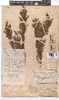 Erica stagnalis subsp. stagnalis image