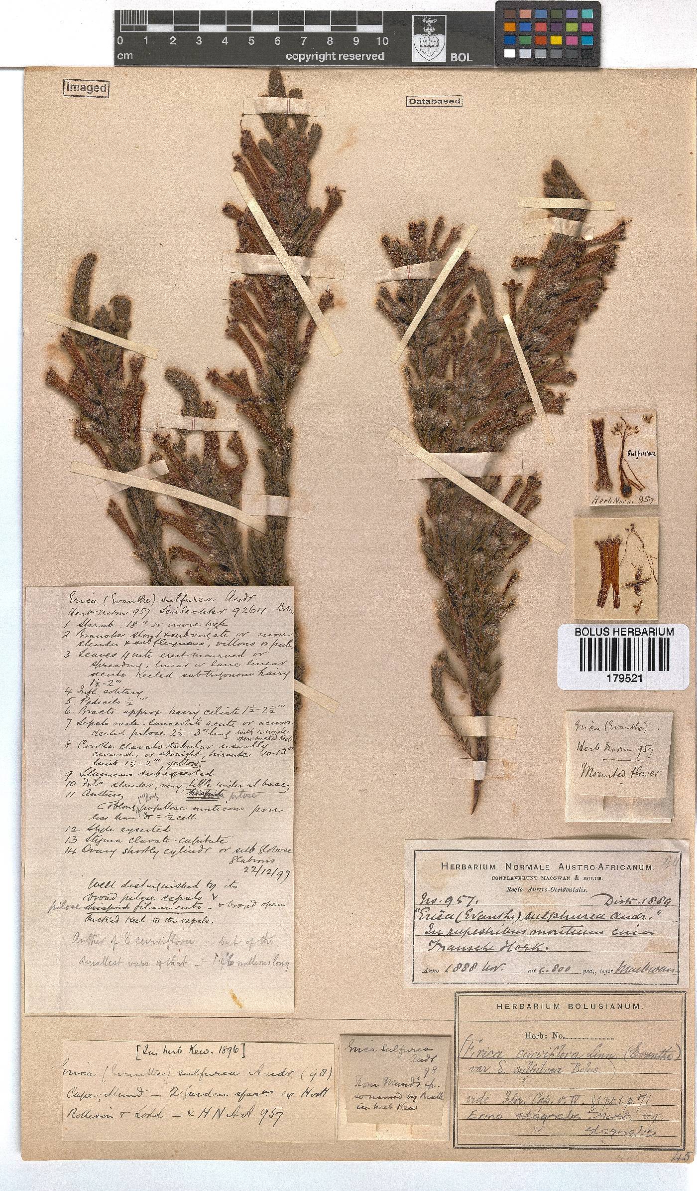 Erica stagnalis subsp. stagnalis image