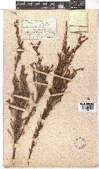 Erica curviflora image