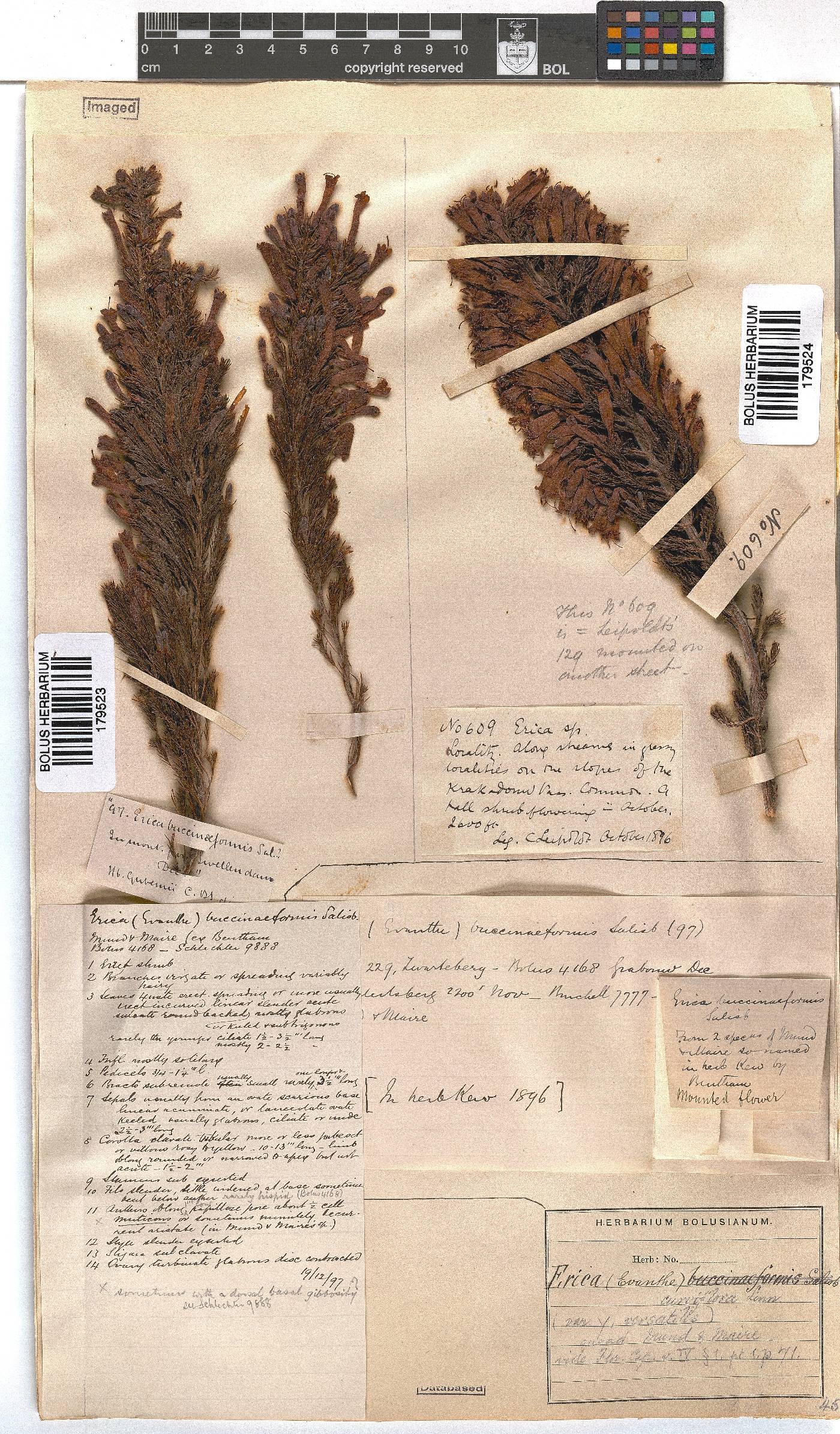 Erica curviflora image