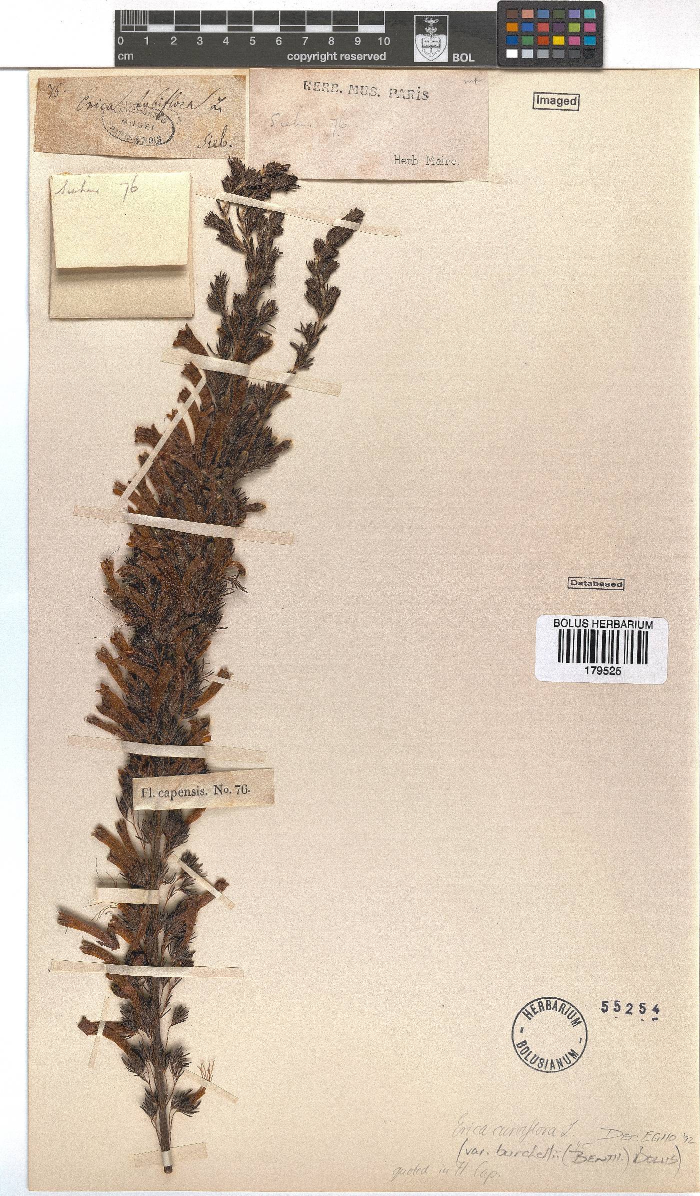 Erica curviflora image