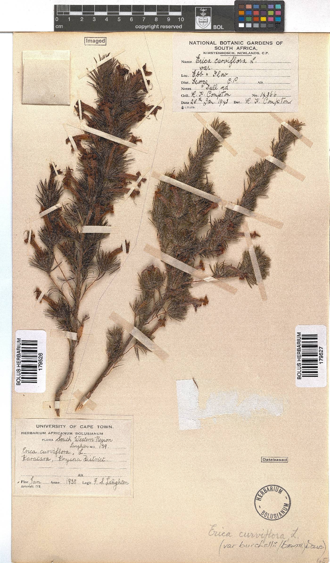 Erica curviflora image