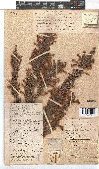 Erica curviflora image