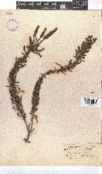 Erica conspicua image