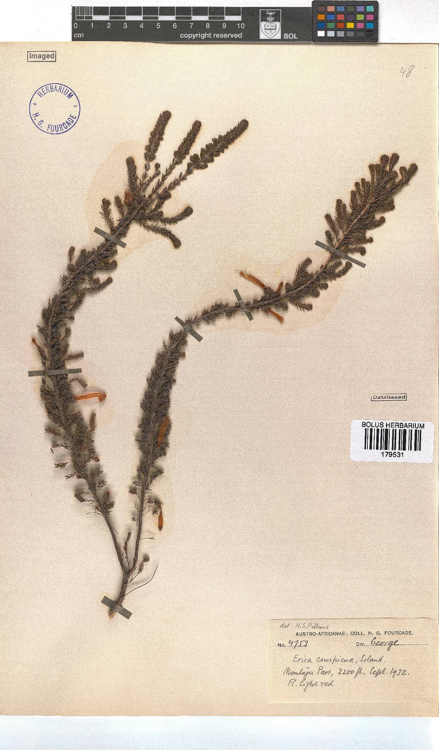 Erica conspicua image