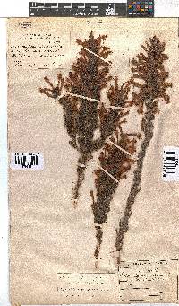 Erica conspicua image