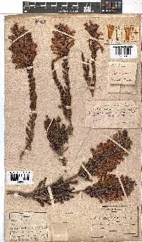 Erica conspicua image