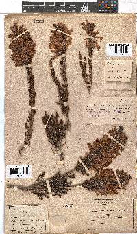 Erica conspicua image