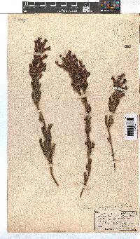 Erica conspicua image