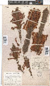 Erica conspicua image