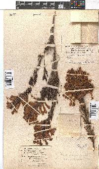 Erica conspicua image