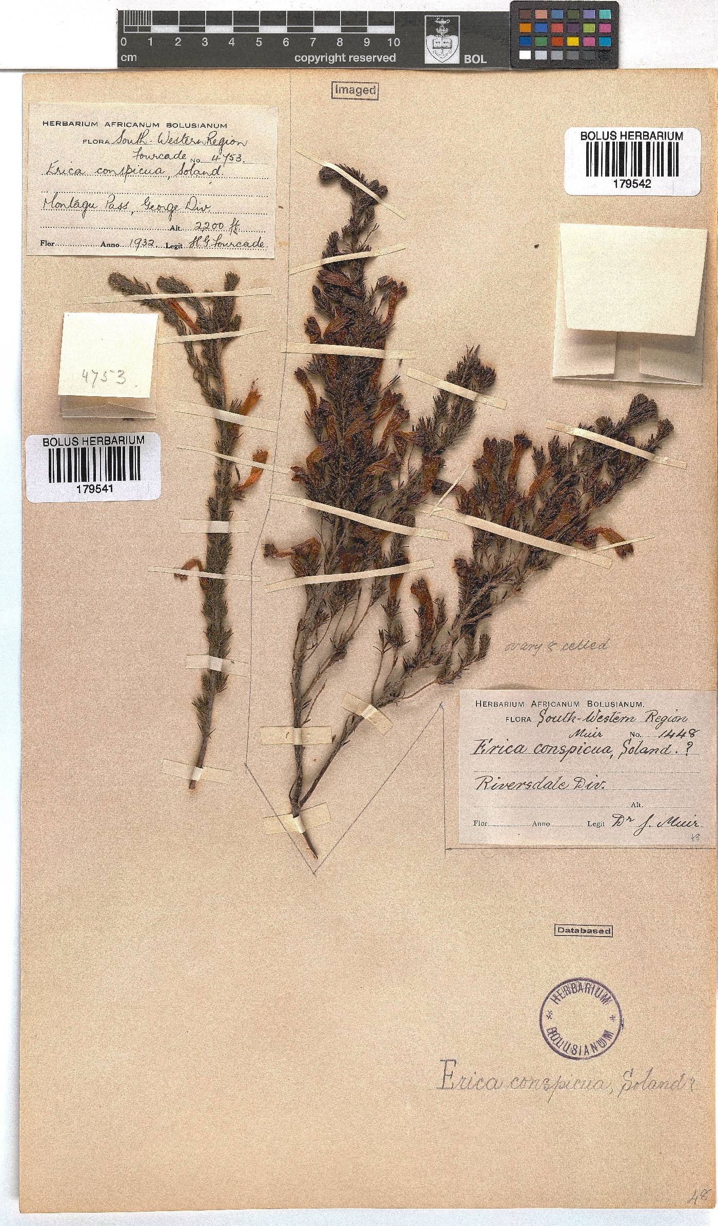 Erica conspicua image