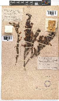 Erica conspicua image