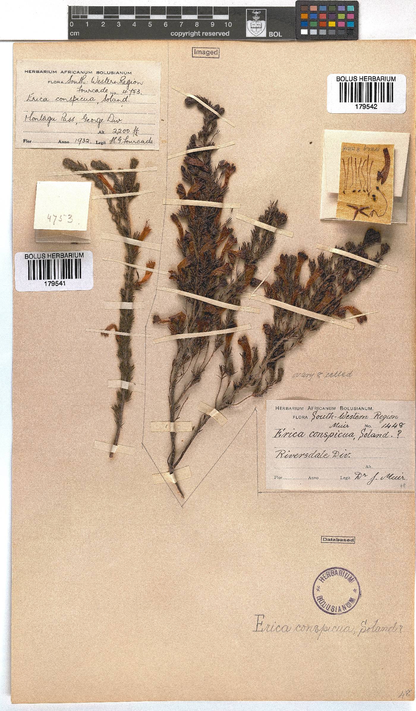 Erica conspicua image