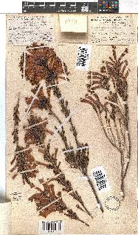 Erica conspicua image