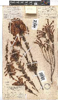 Erica conspicua image