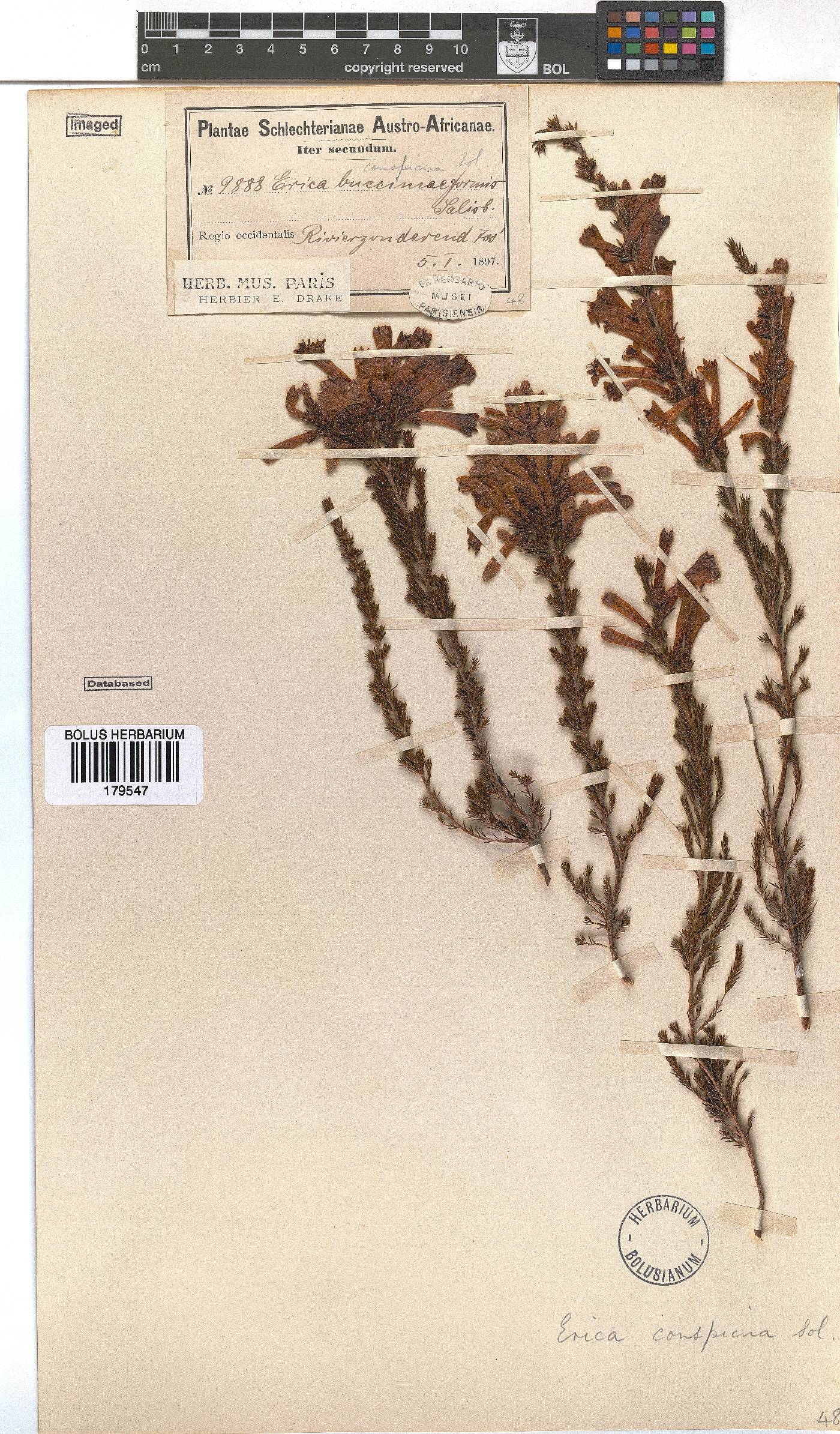 Erica conspicua image