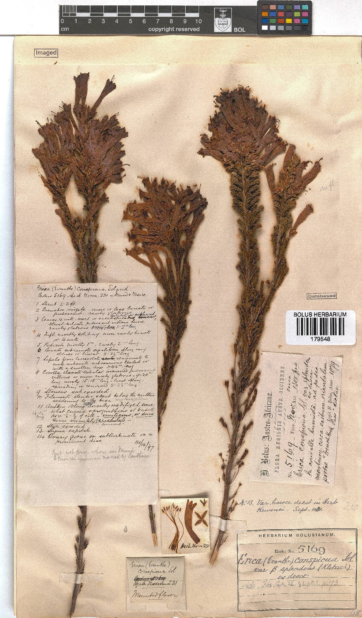 Erica conspicua image