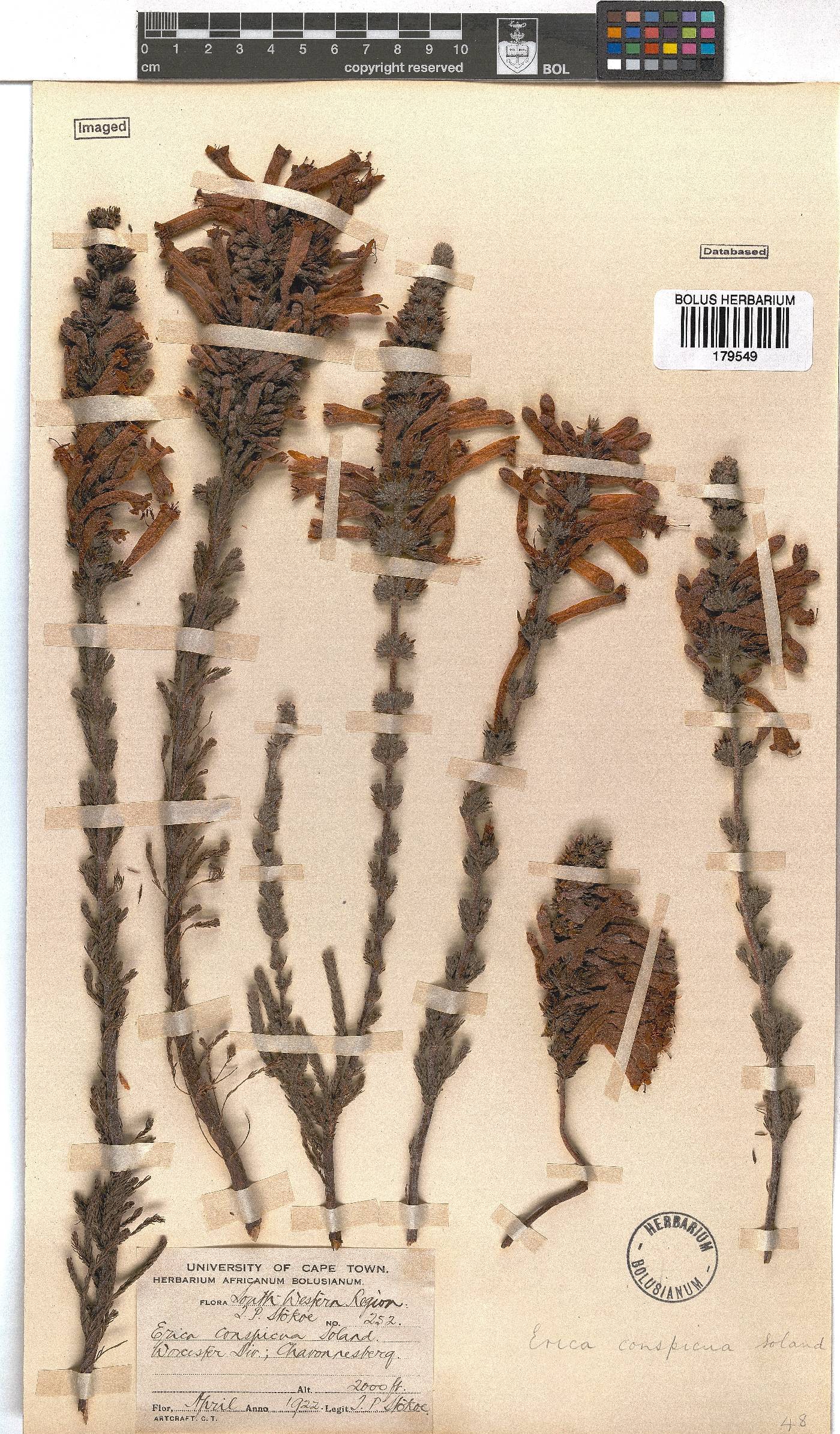 Erica conspicua image