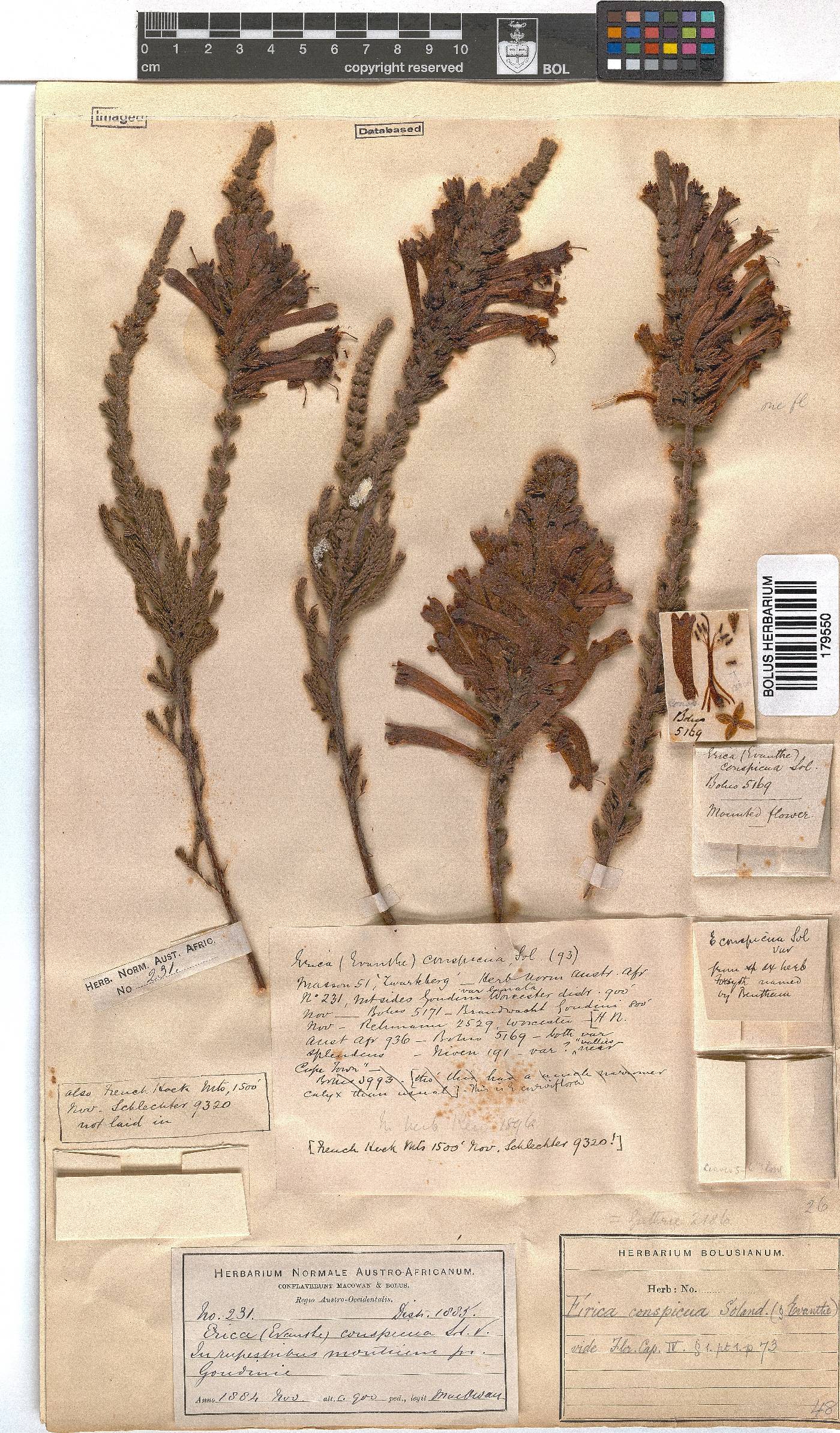 Erica conspicua image