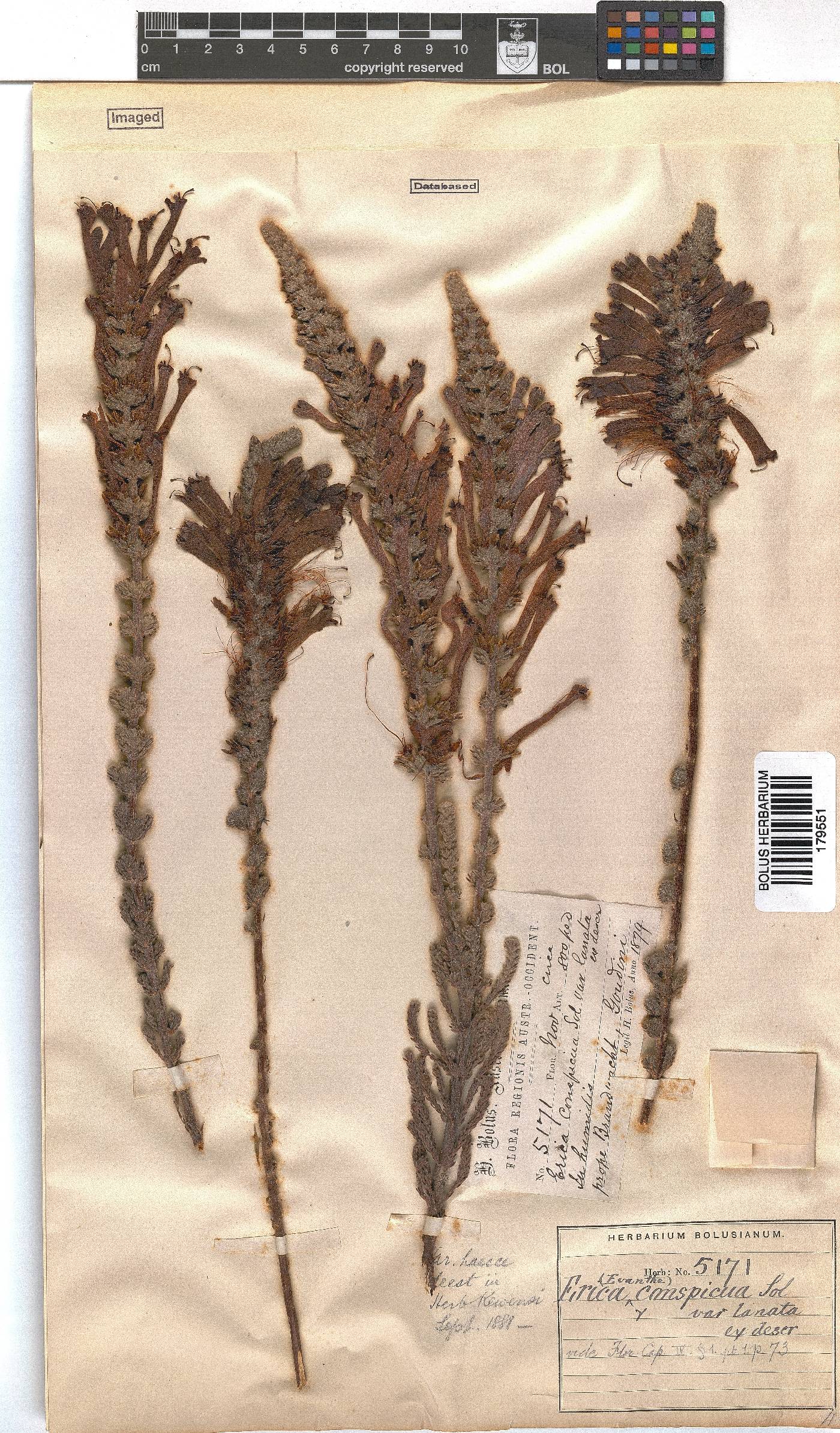 Erica conspicua image