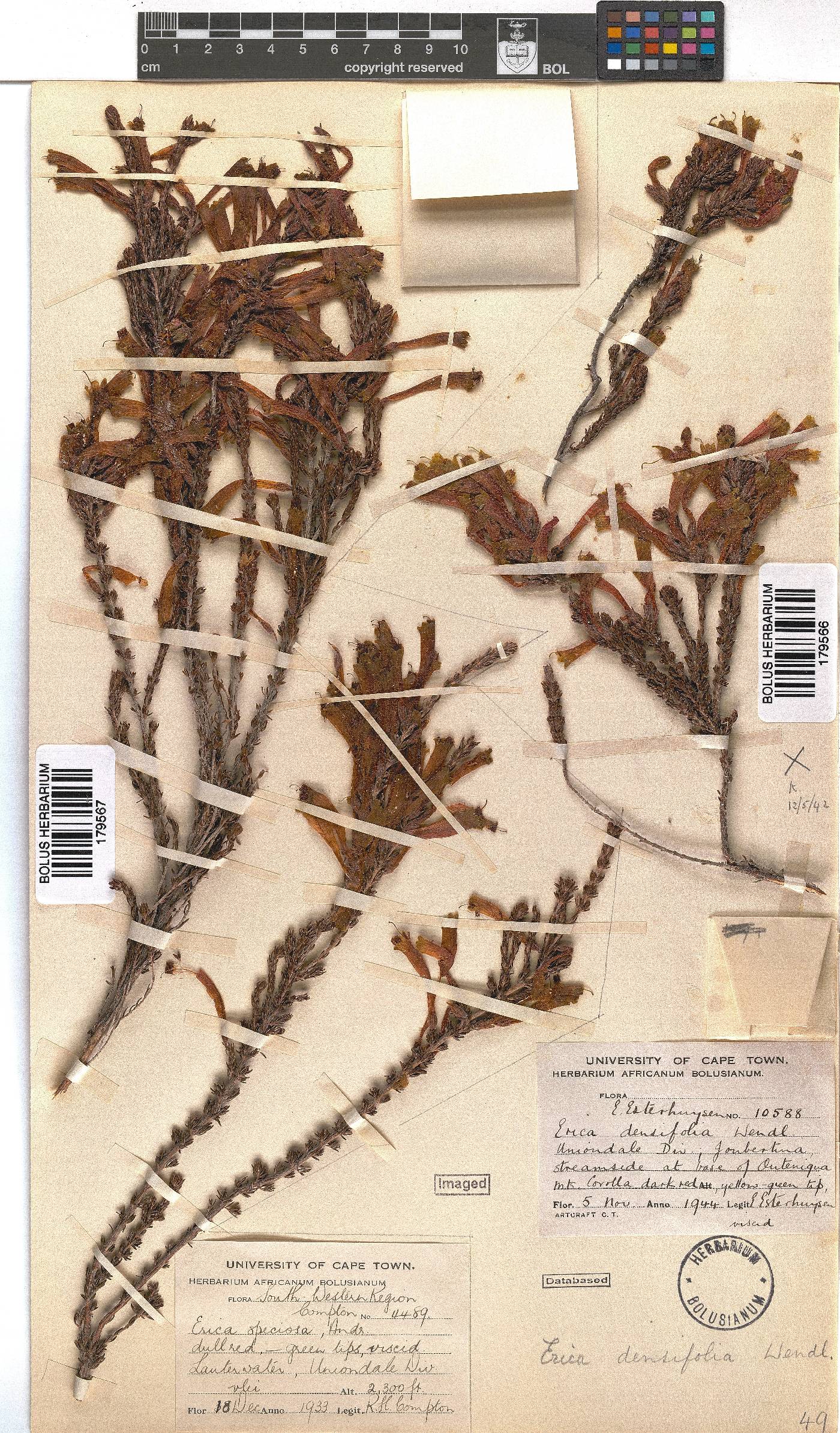 Erica densifolia image