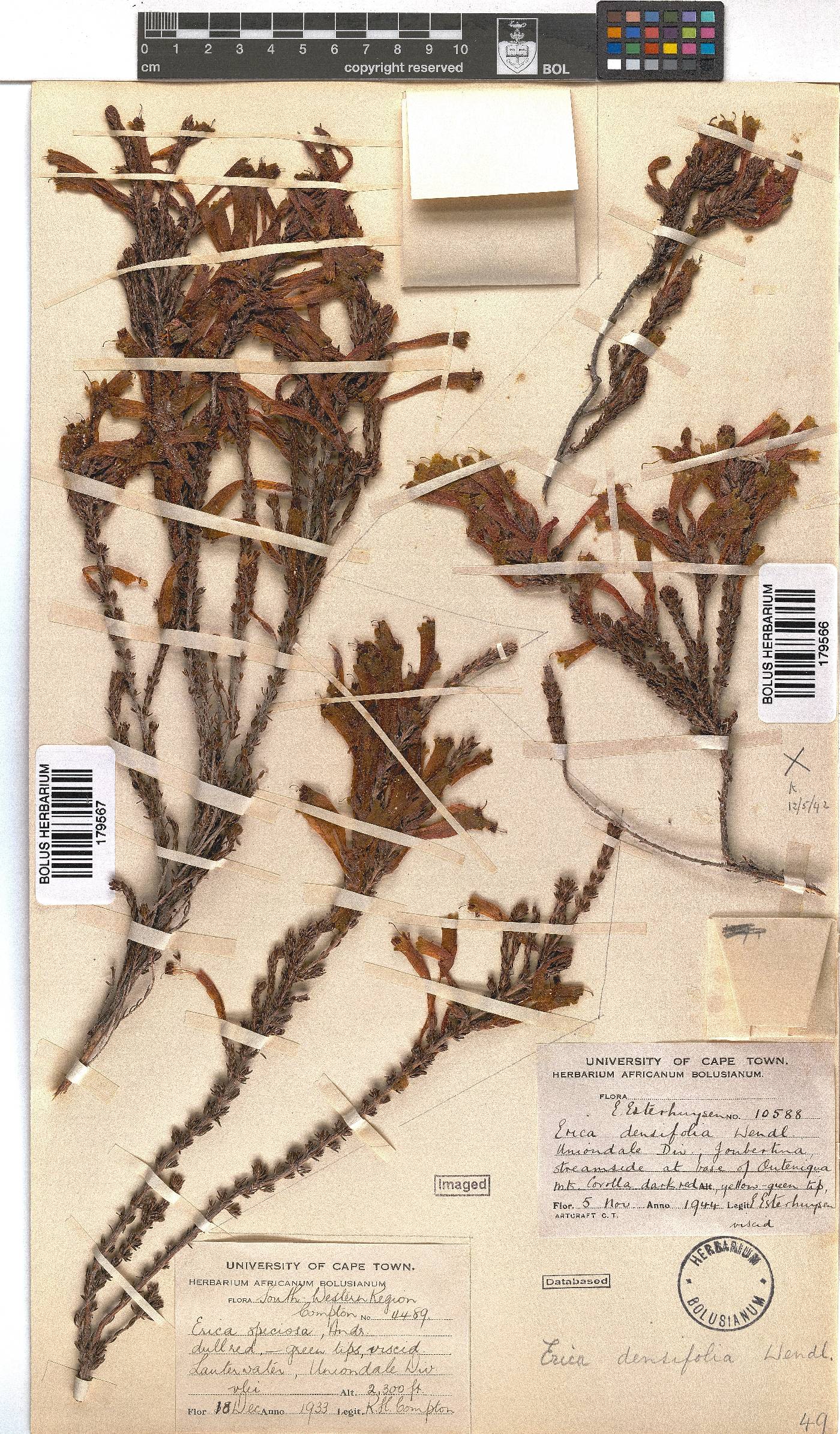 Erica densifolia image