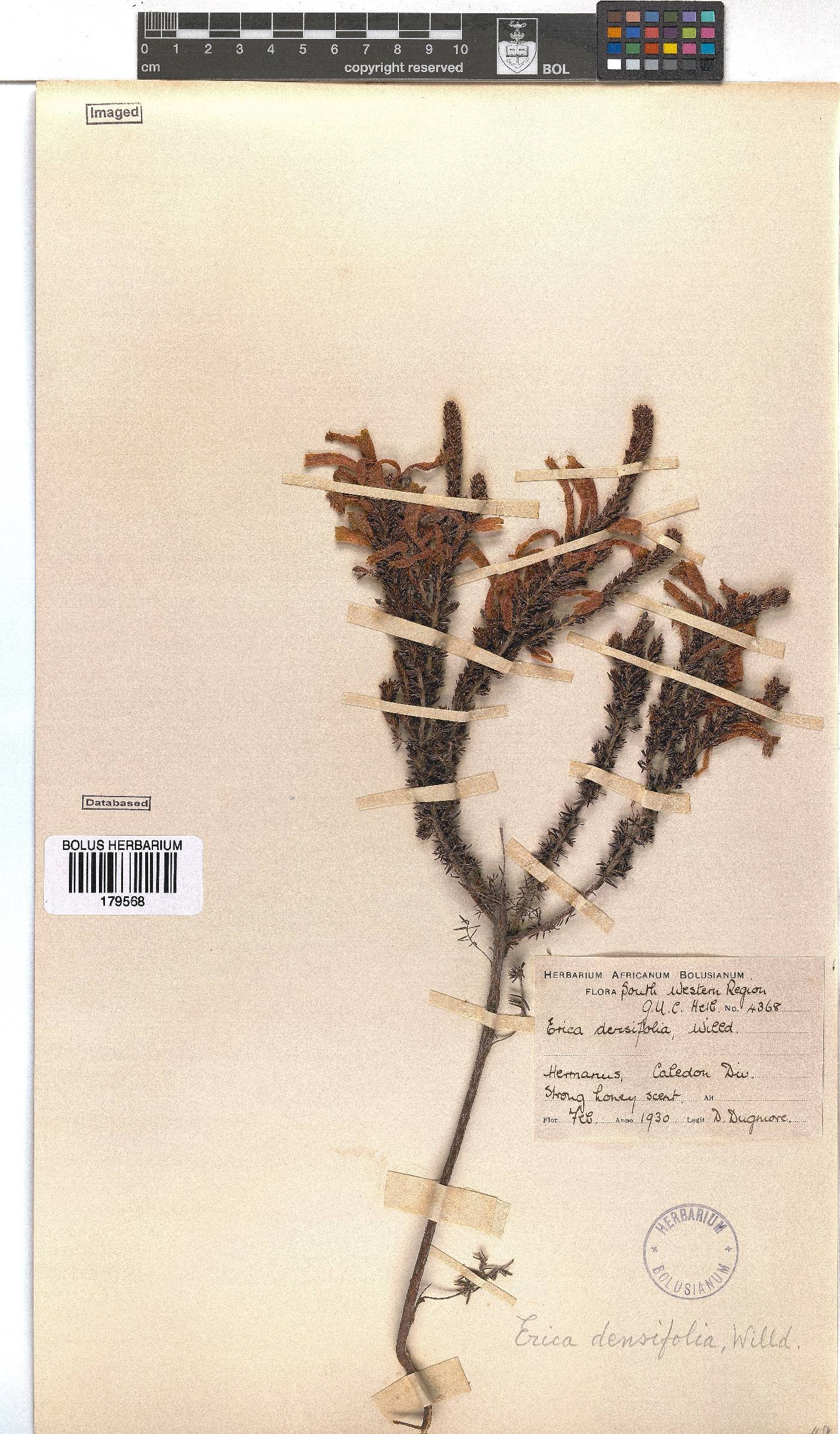 Erica densifolia image