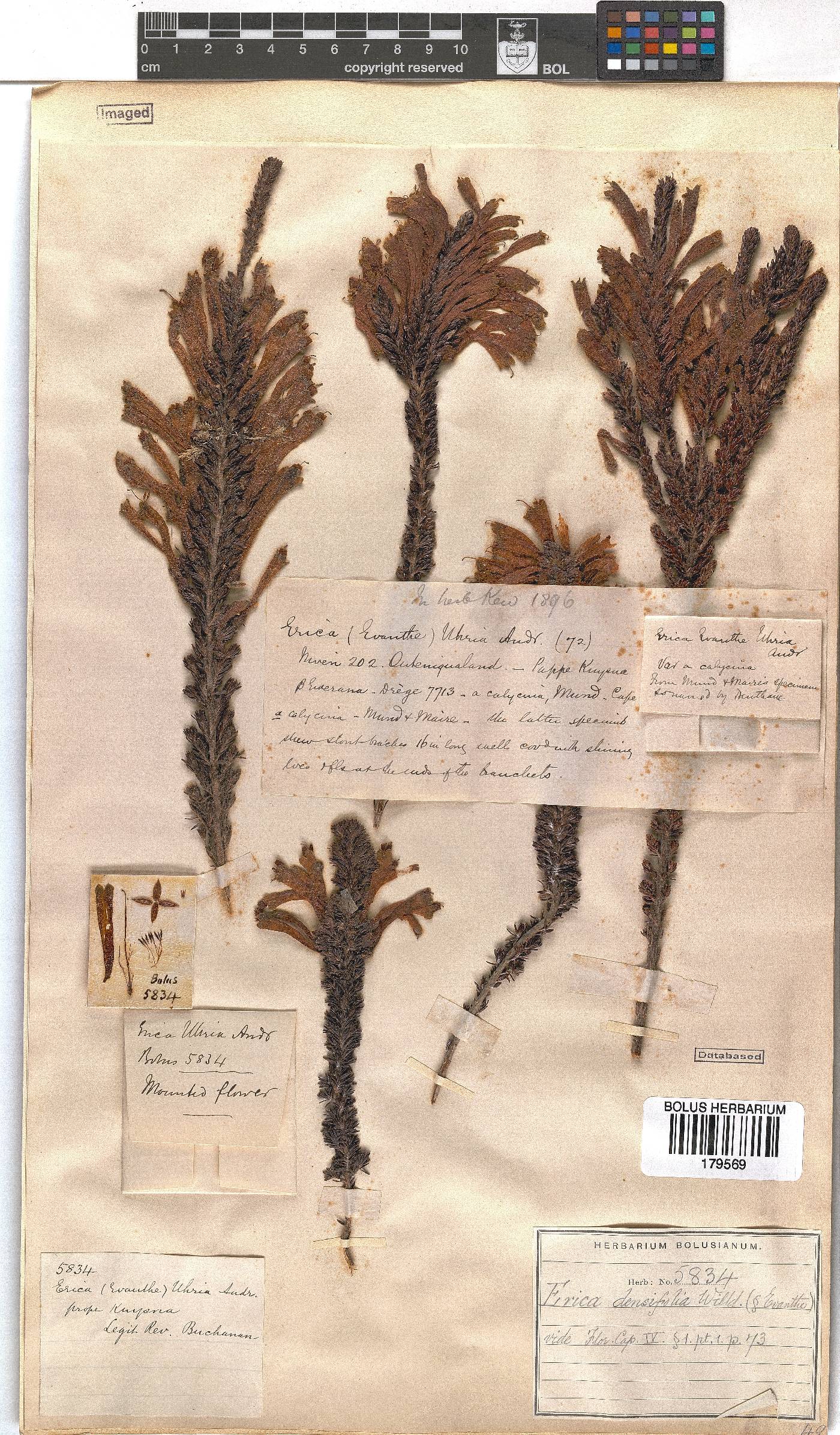 Erica densifolia image