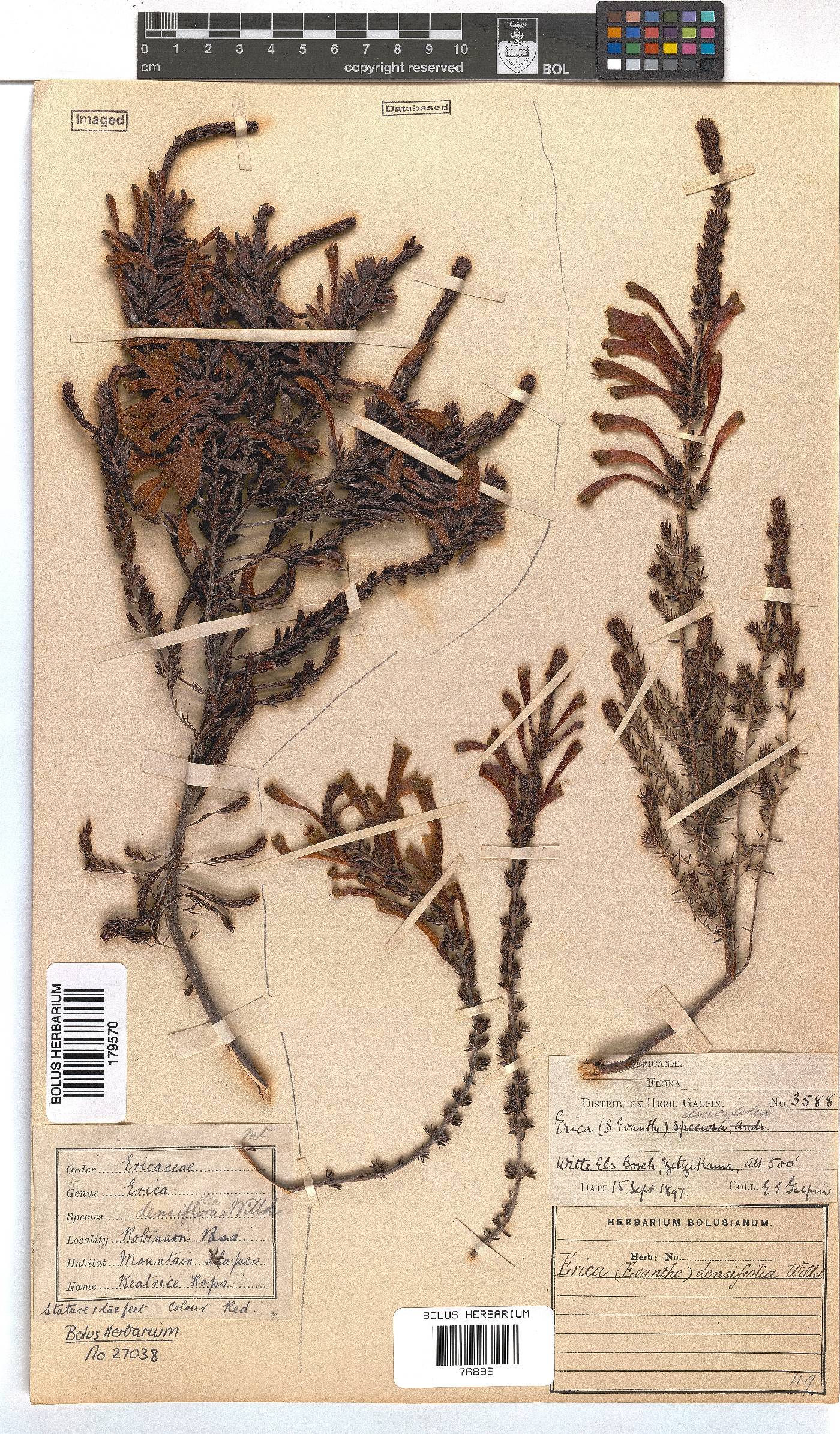 Erica densifolia image